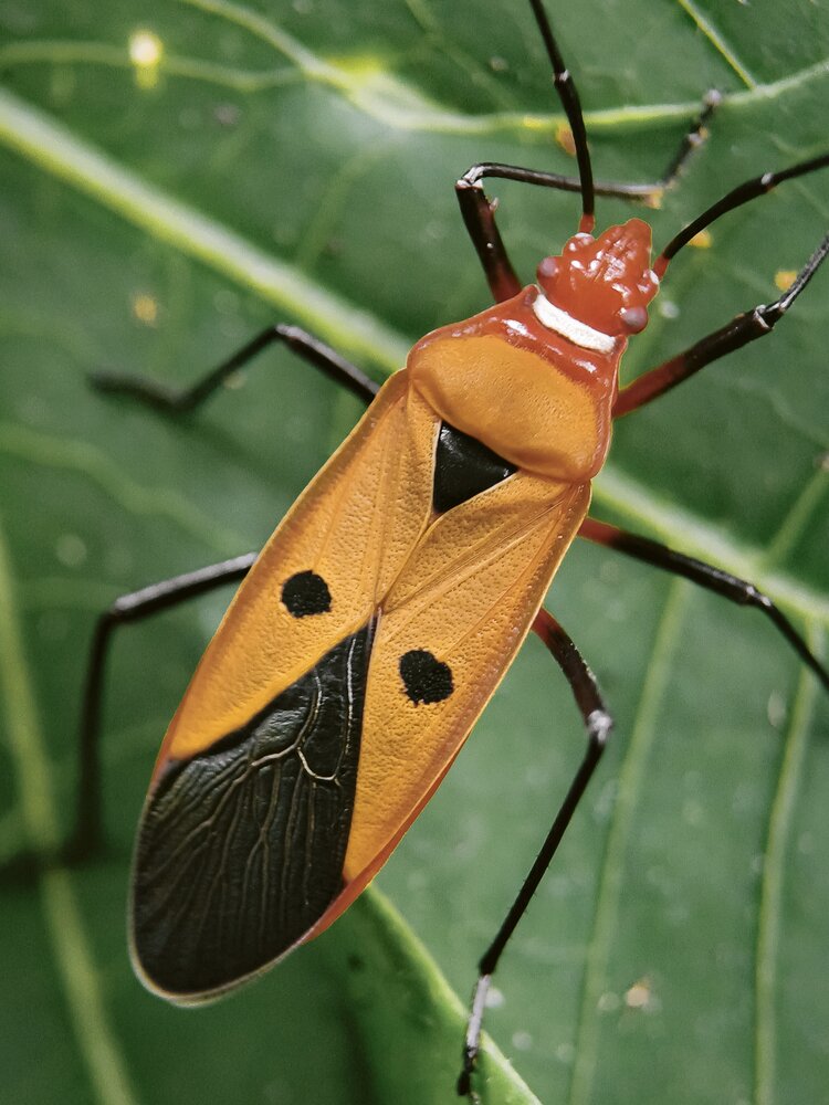 Red Cotton Stainer Bug (Dysdercus cingulatus)