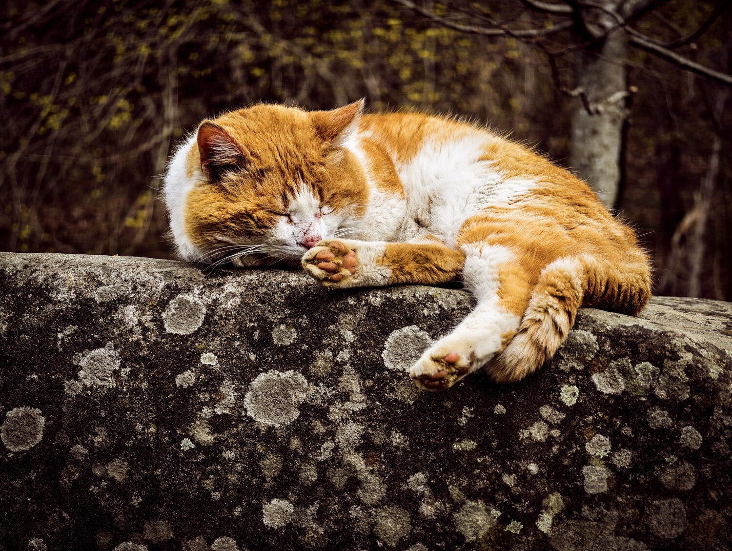 Photo #14034759