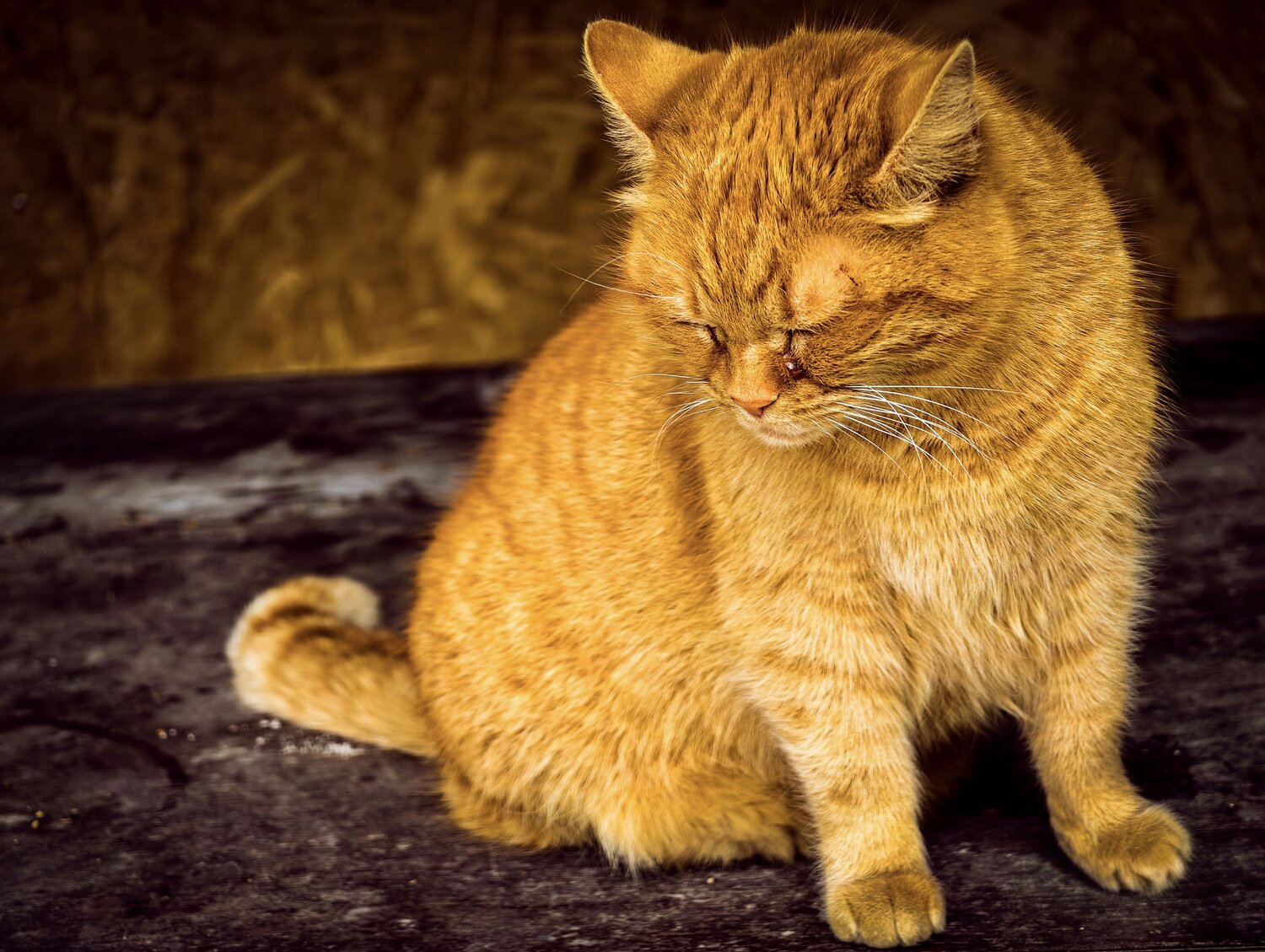 Photo #14034760
