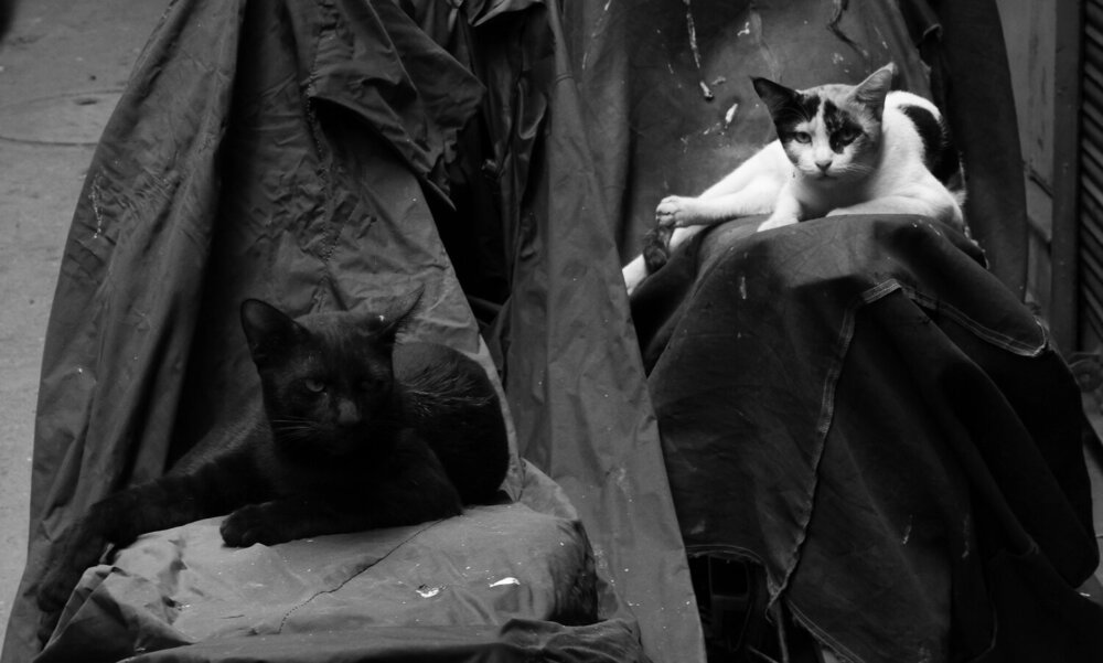 Photograph by G GOVIL