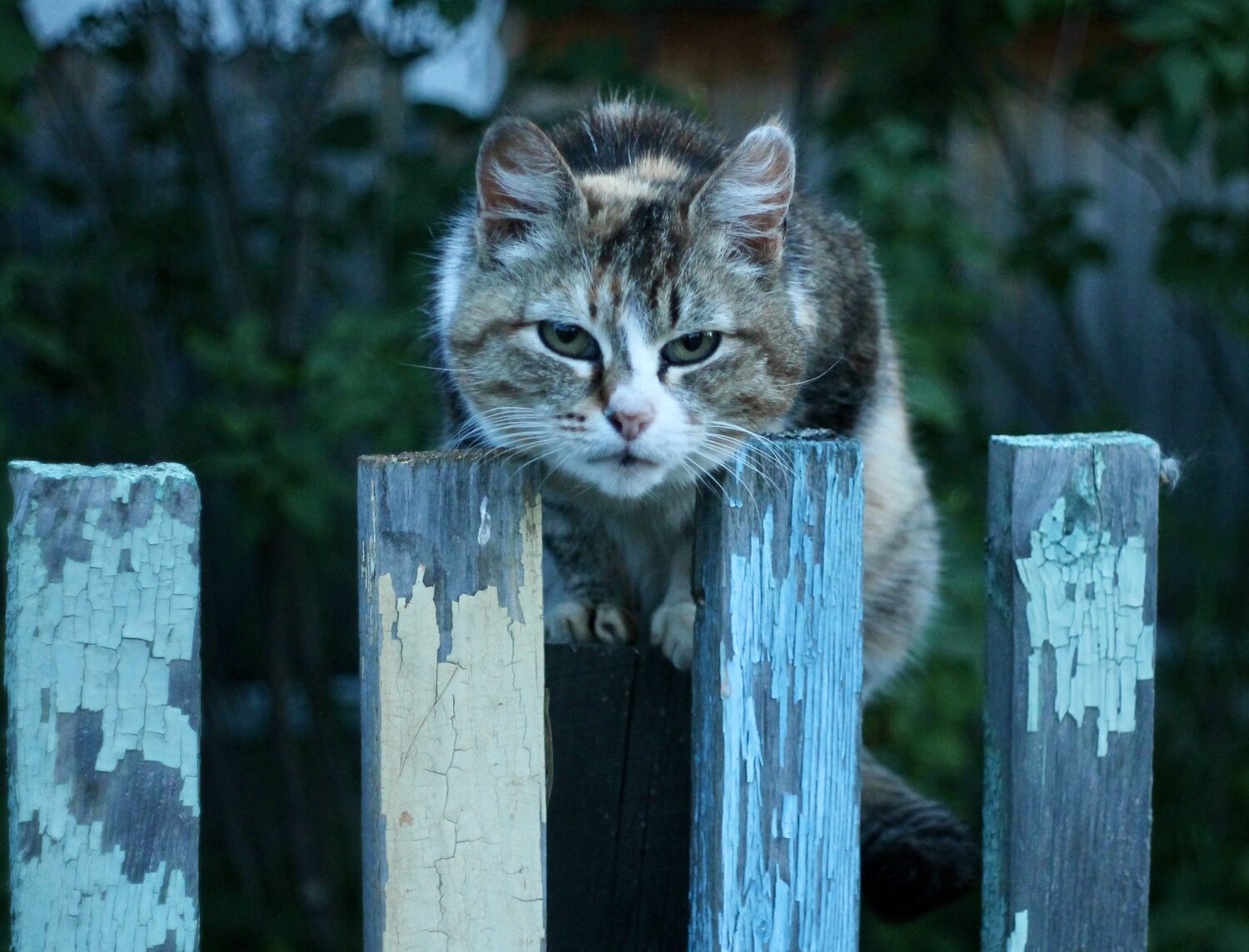 Photo #14034840