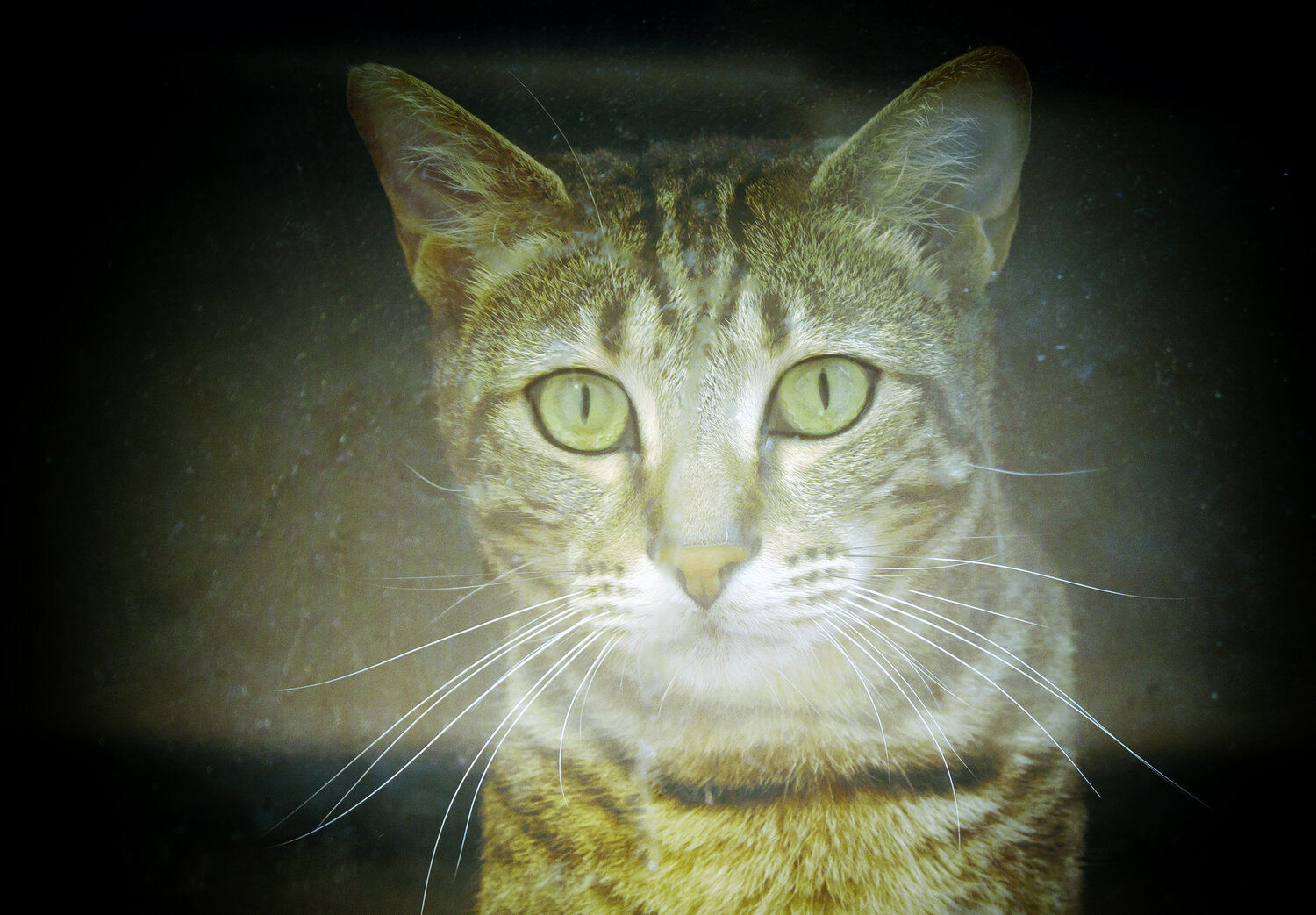 Photo #14034873