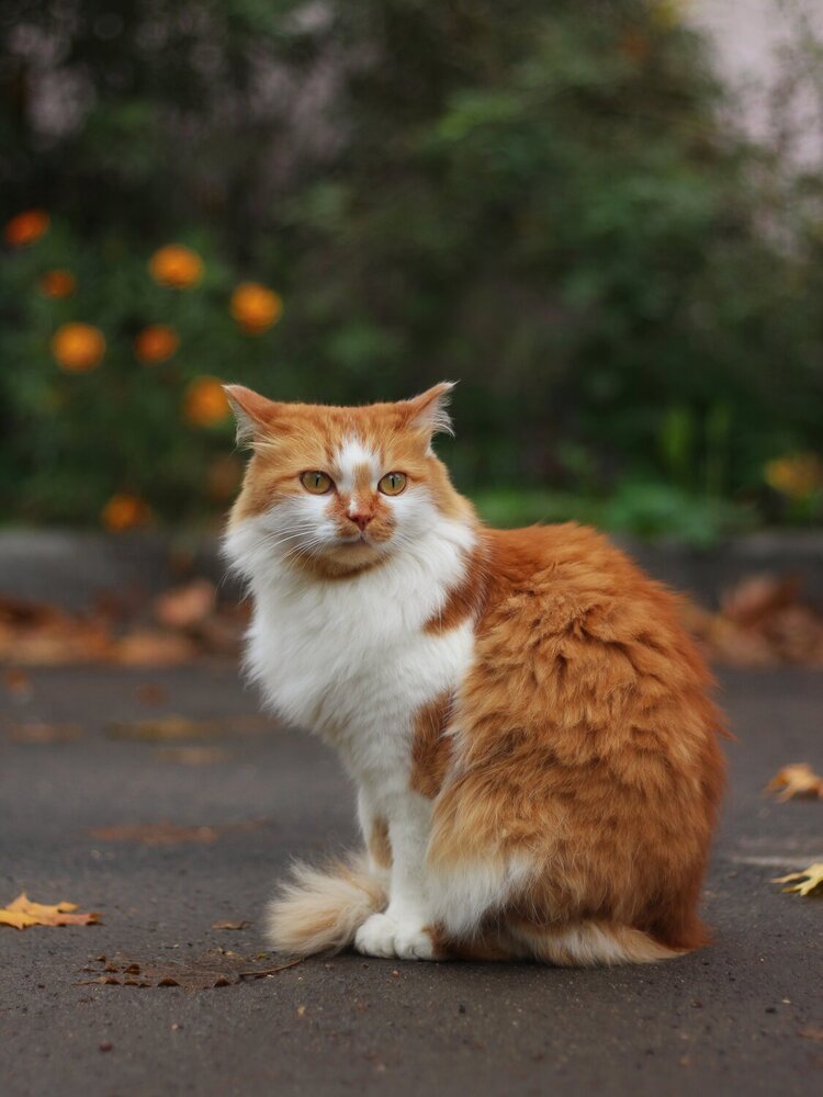 Photograph by Андрей Шестаков