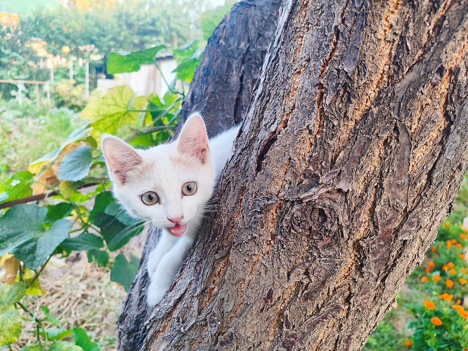 Photo #14034964