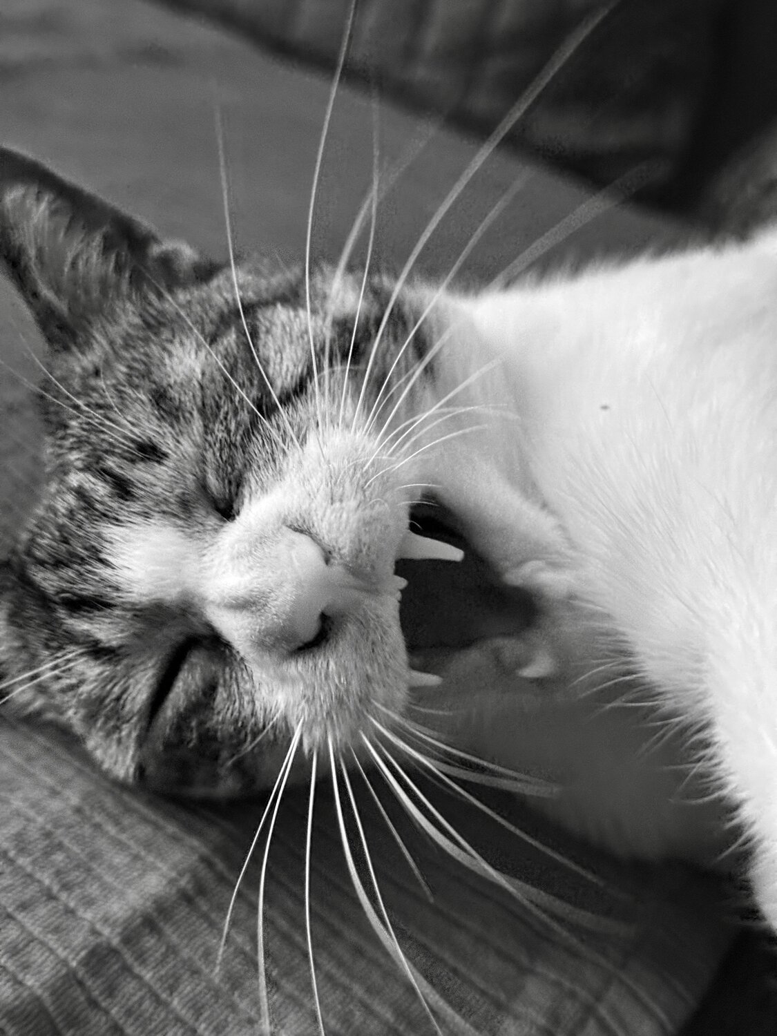 Photo #14035110