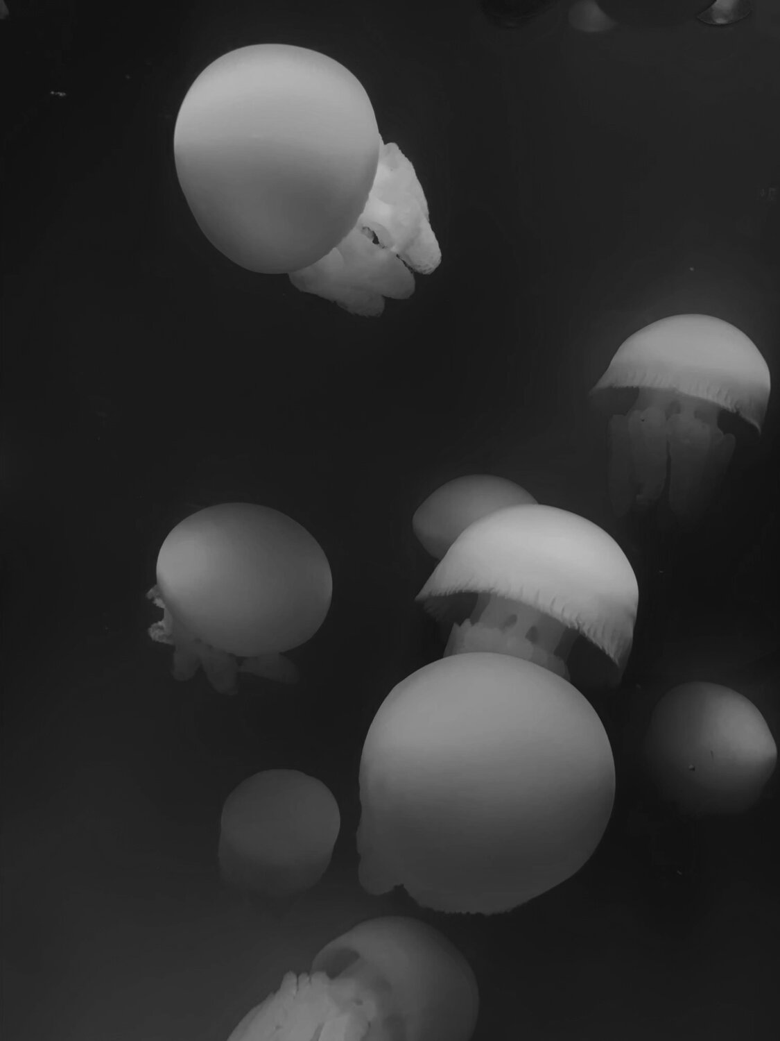 Photo #14035199