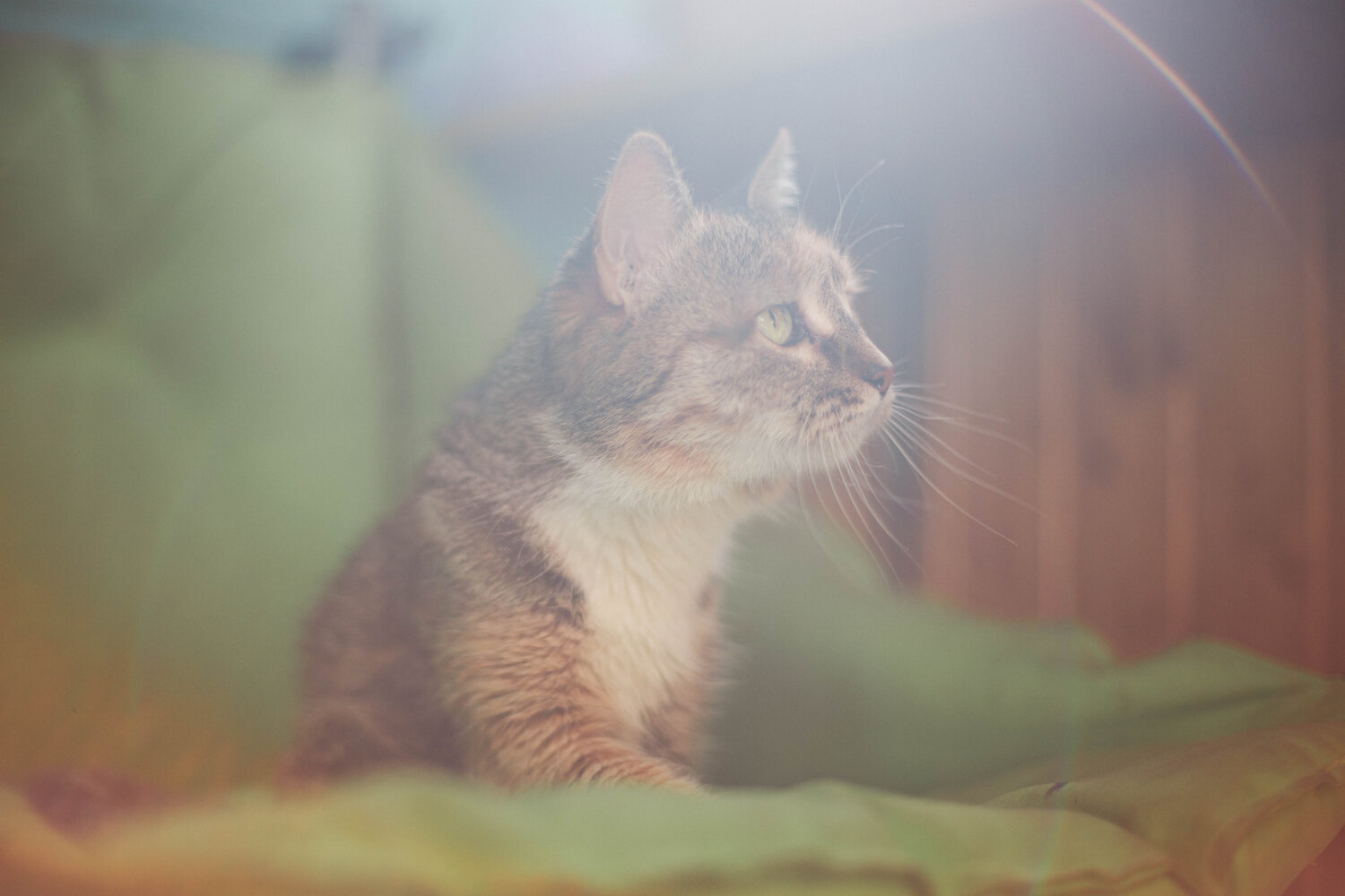 Photo #14035229