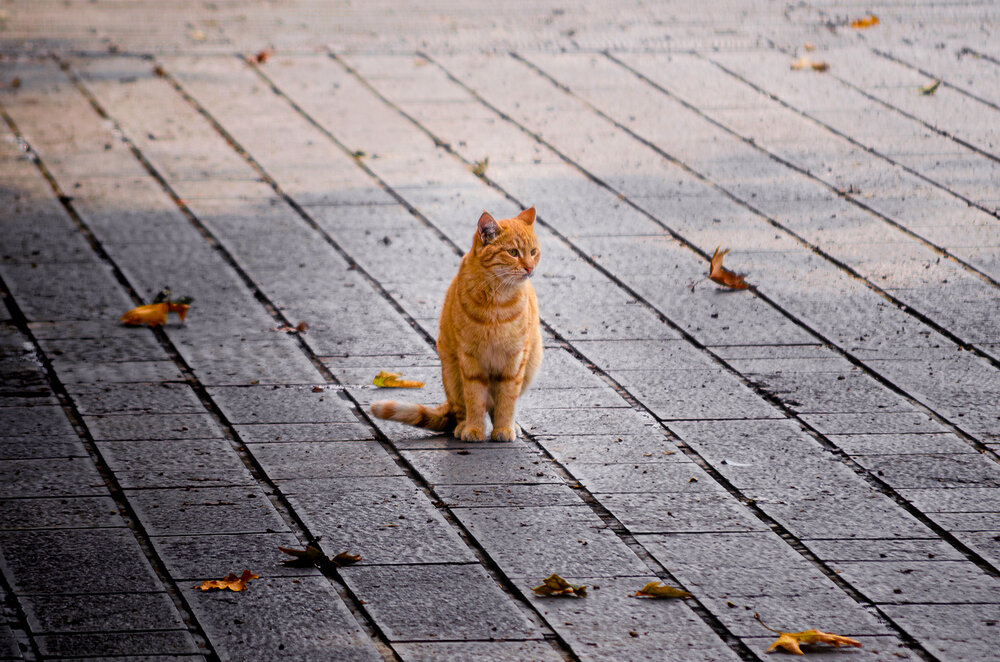 Photograph by Sahar Jafari
