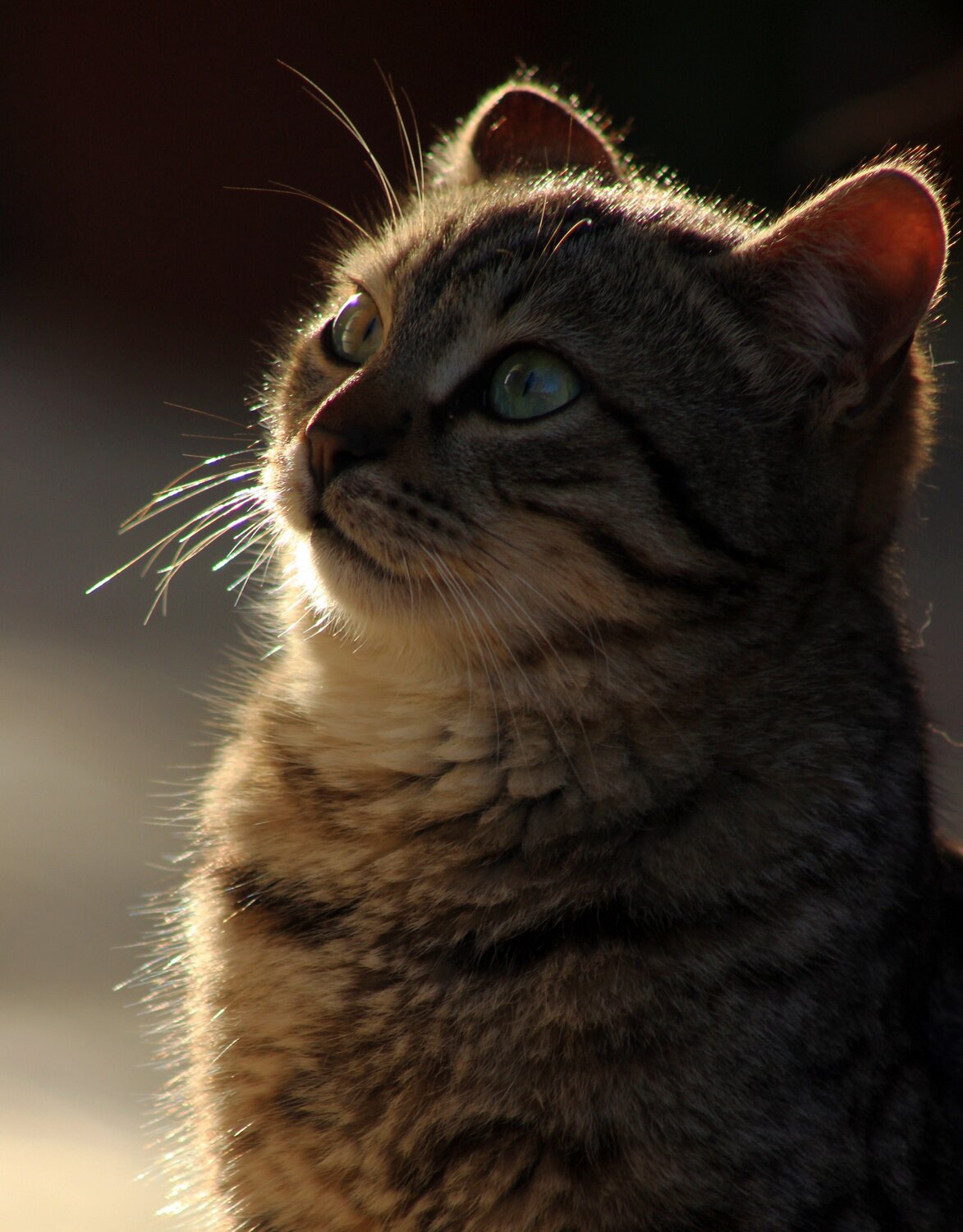 Photo #14035260