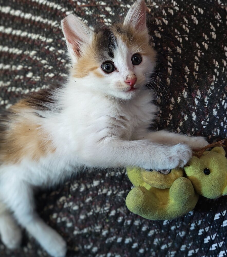 Photo #14035273