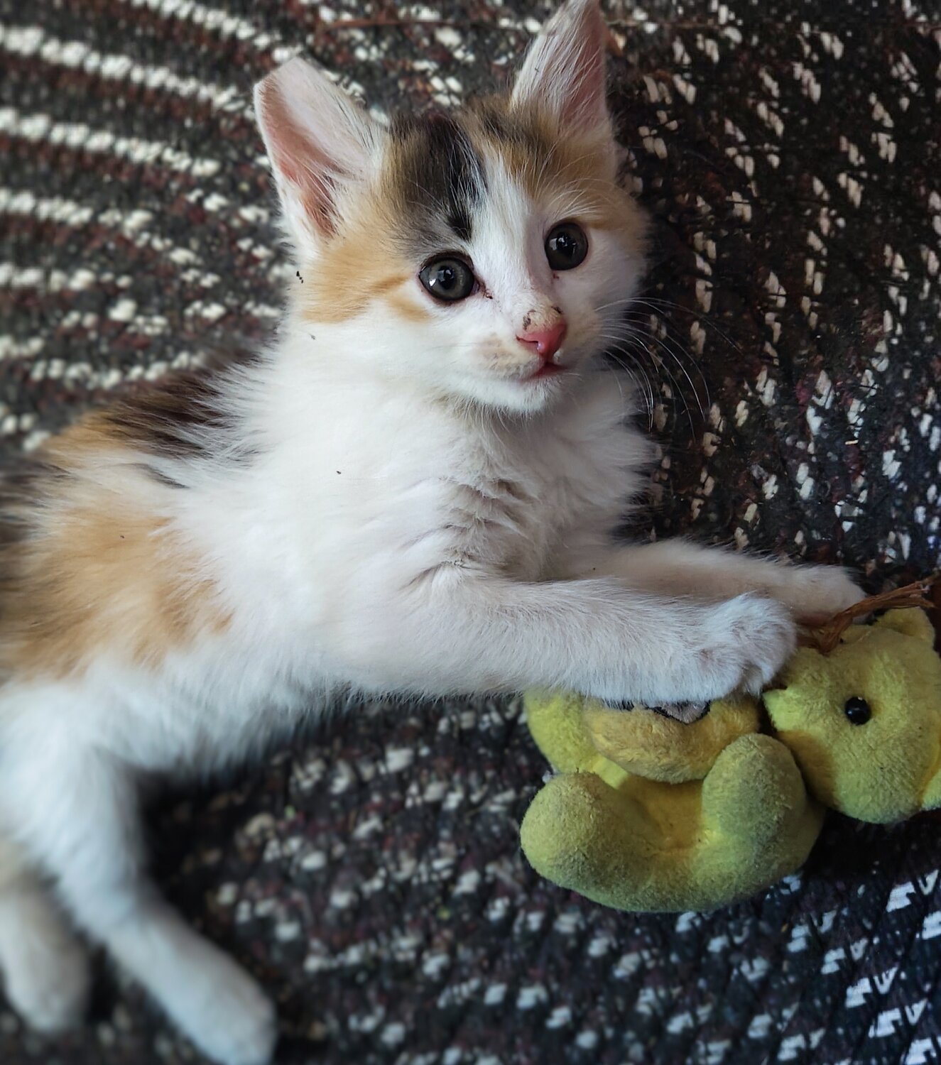 Photo #14035273