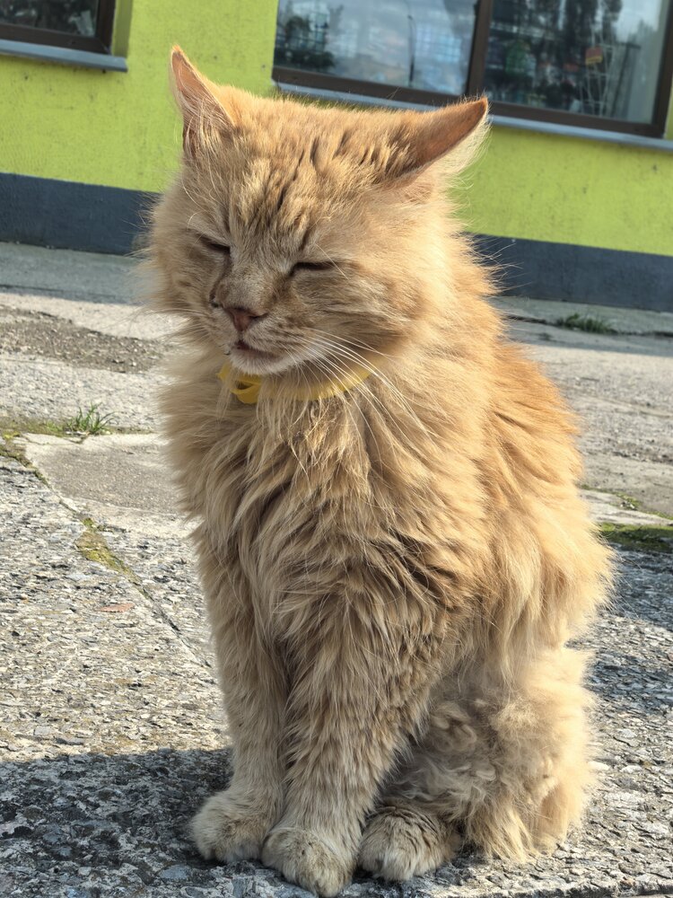 Фотография автора Марина Нов