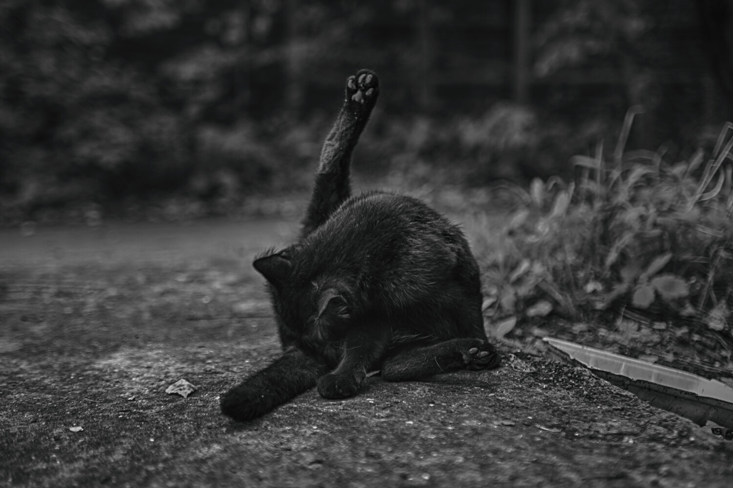 Photo #14035292