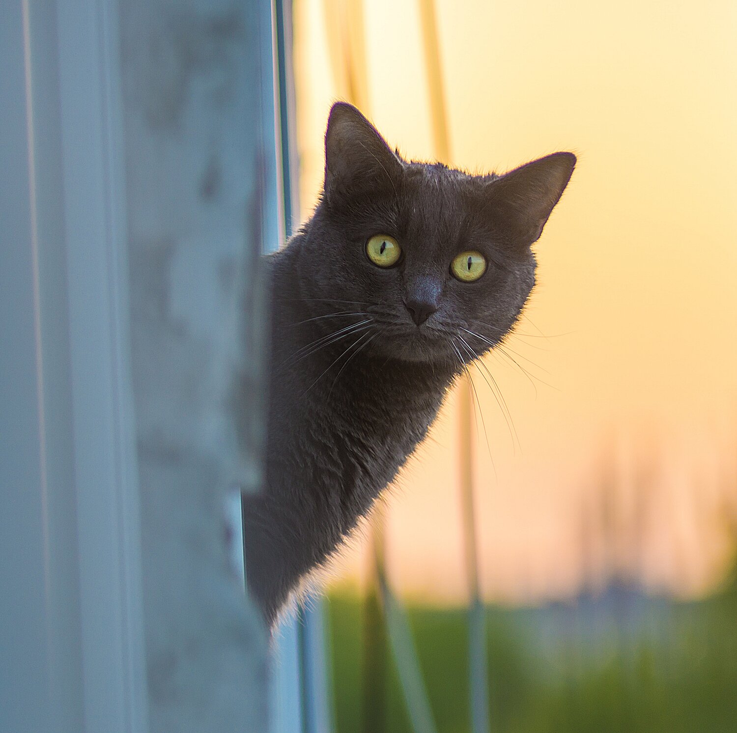 Photo #14035310