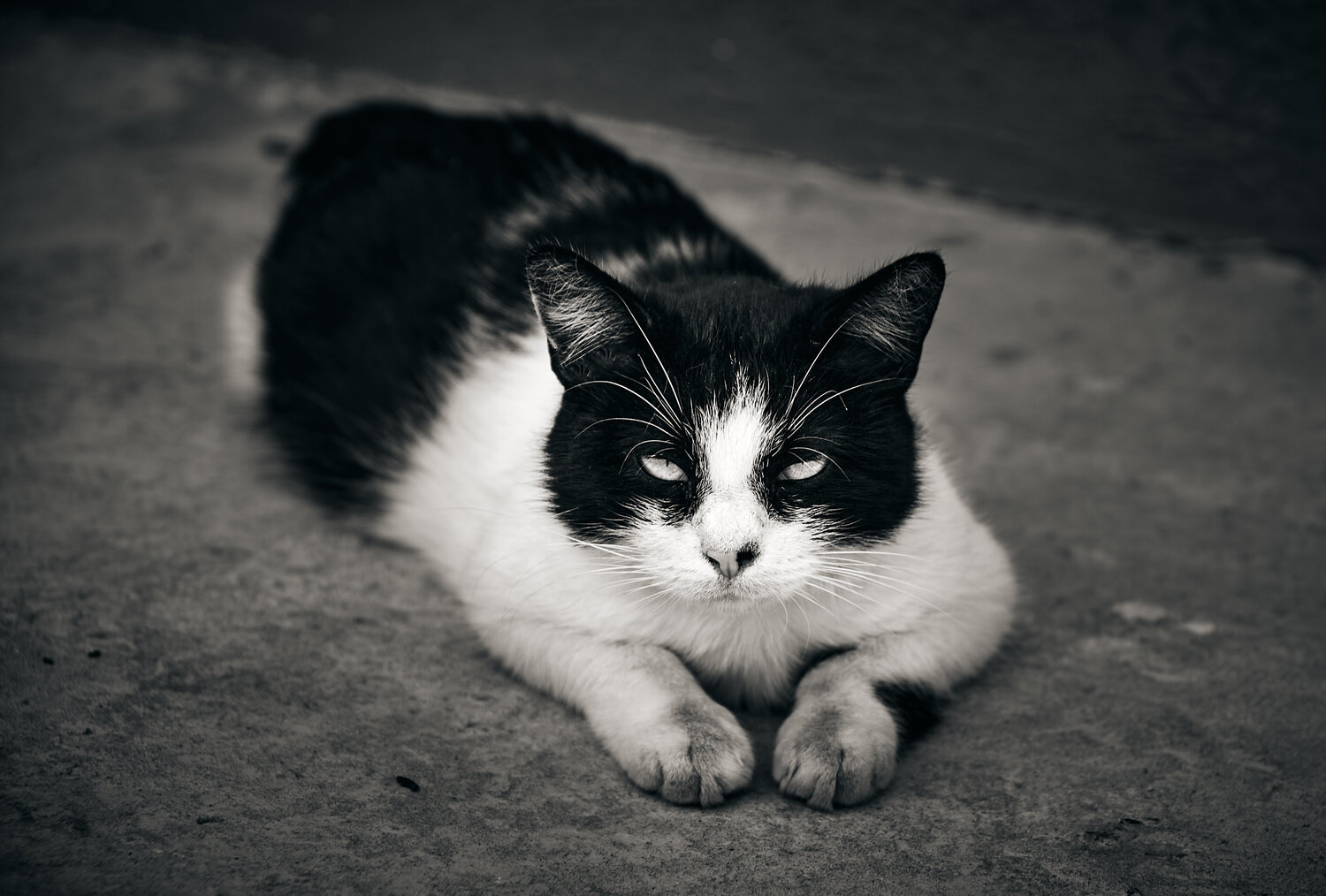 Photo #14035344