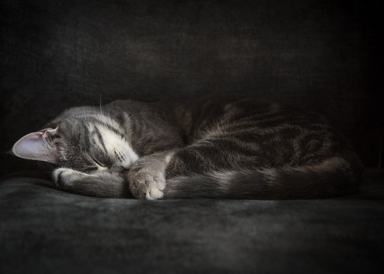Photo #14035366