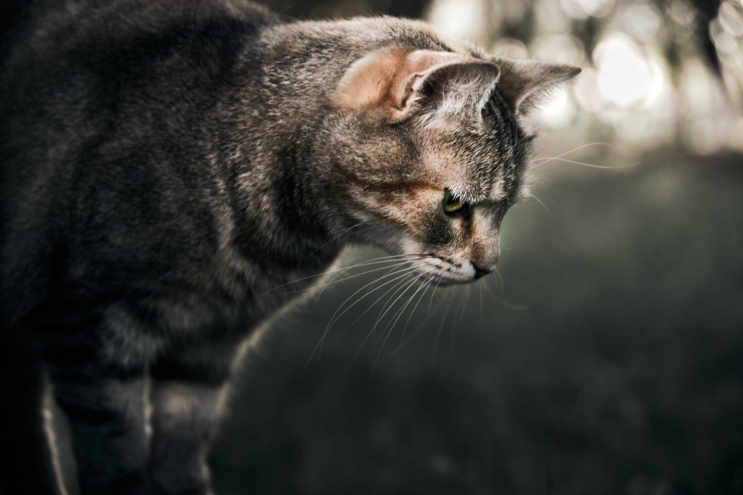 Photo #14035433