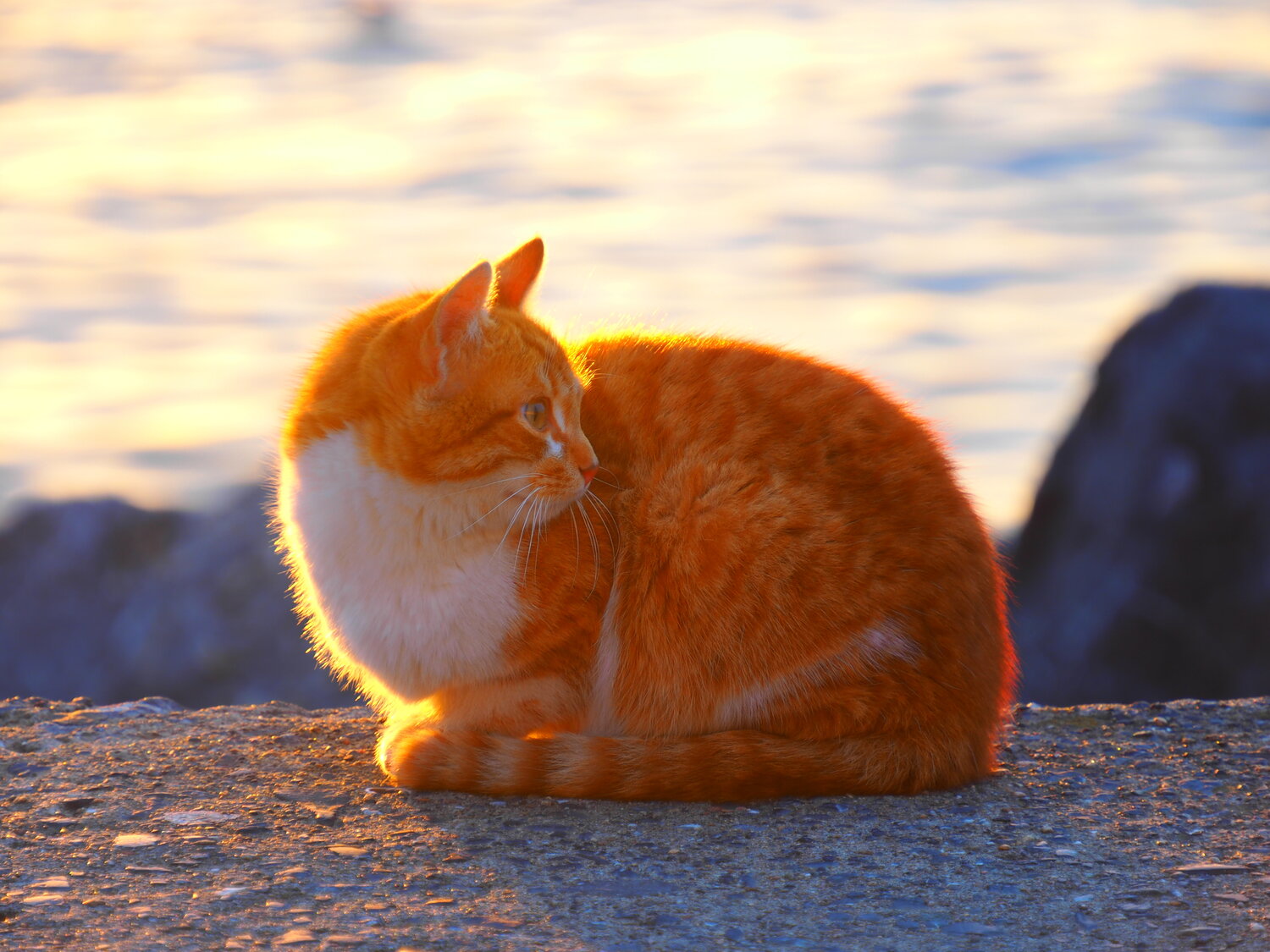 Photo #14035474