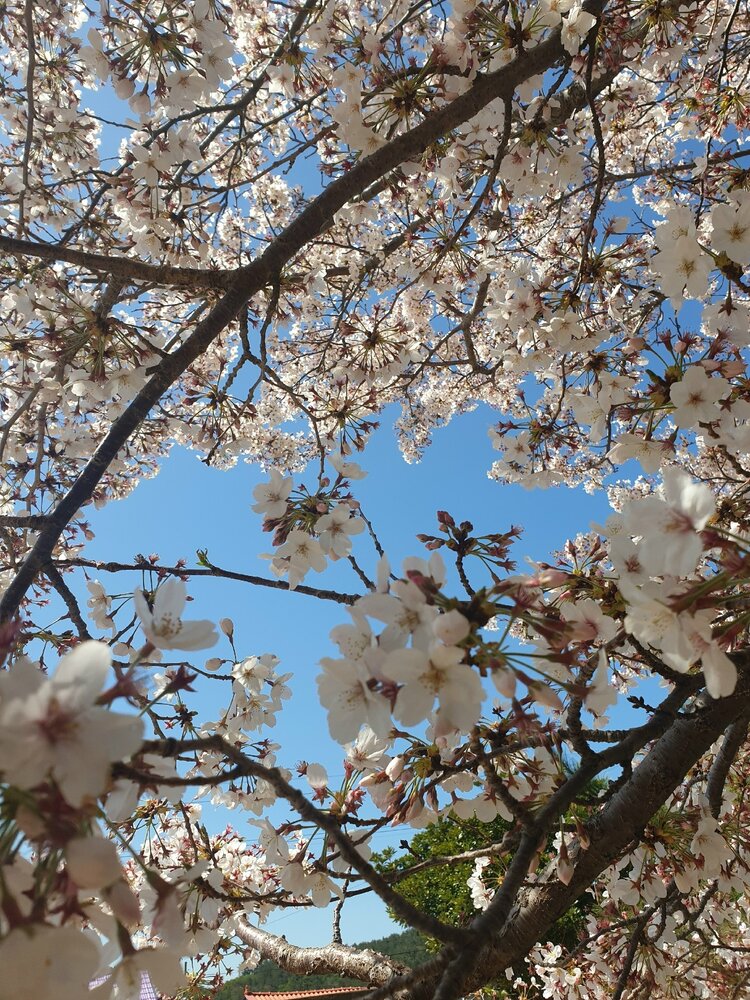 Sakura.