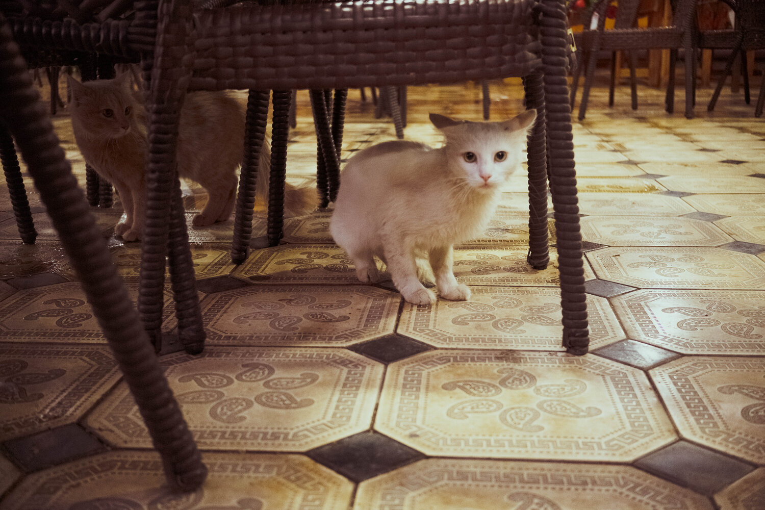 Photo #14035634