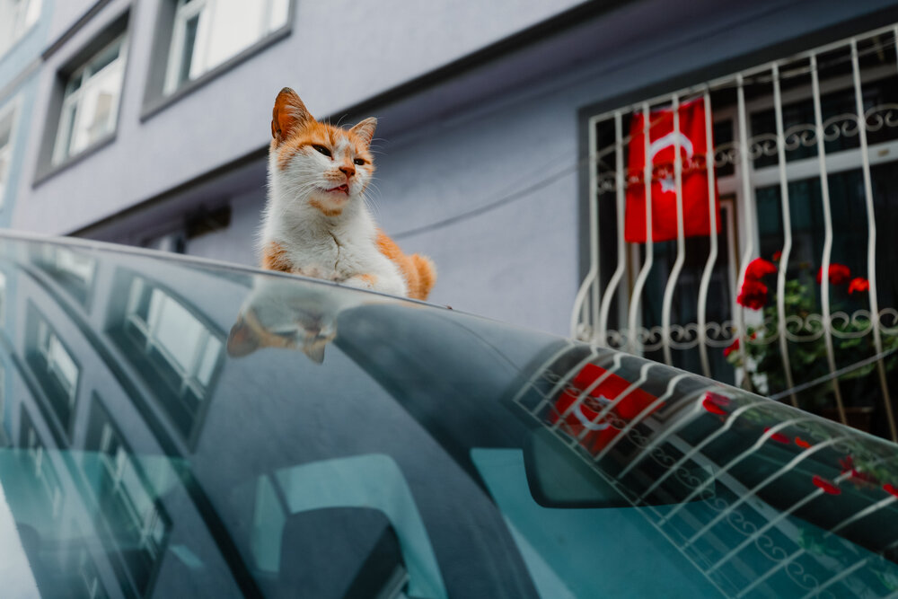 Photograph by Selman Senturk