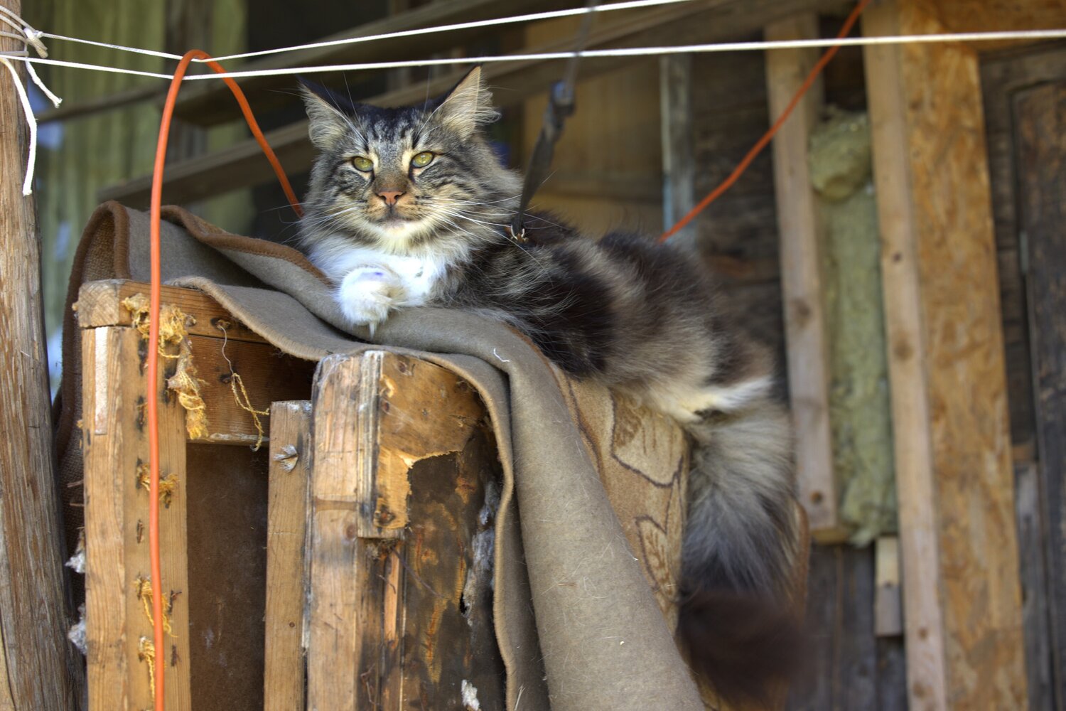 Photo #14035685