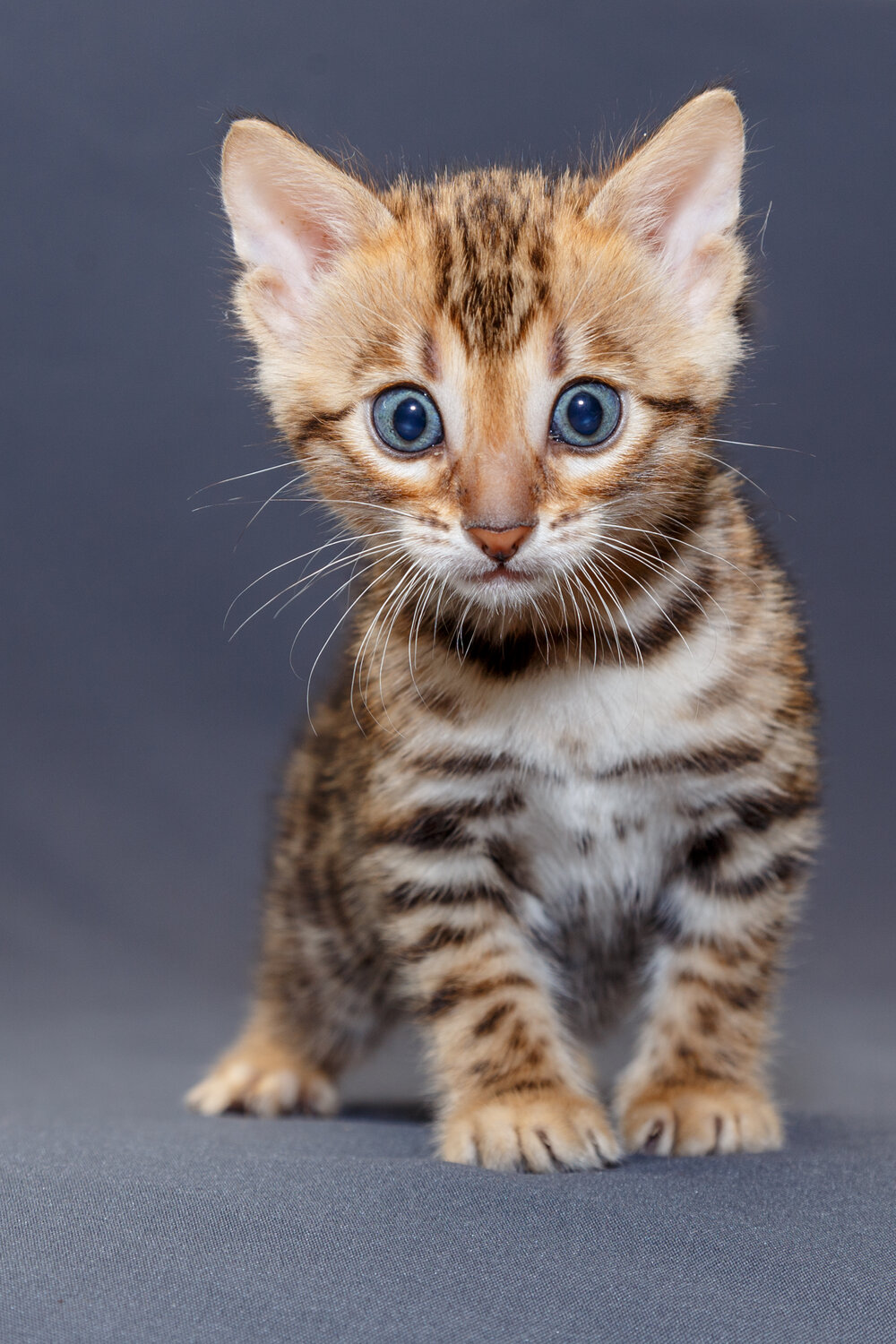 Photo #14035765