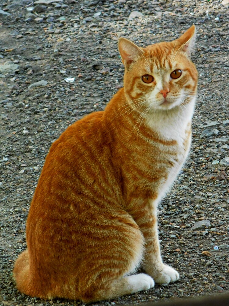 Photograph by Сергей Чеченов