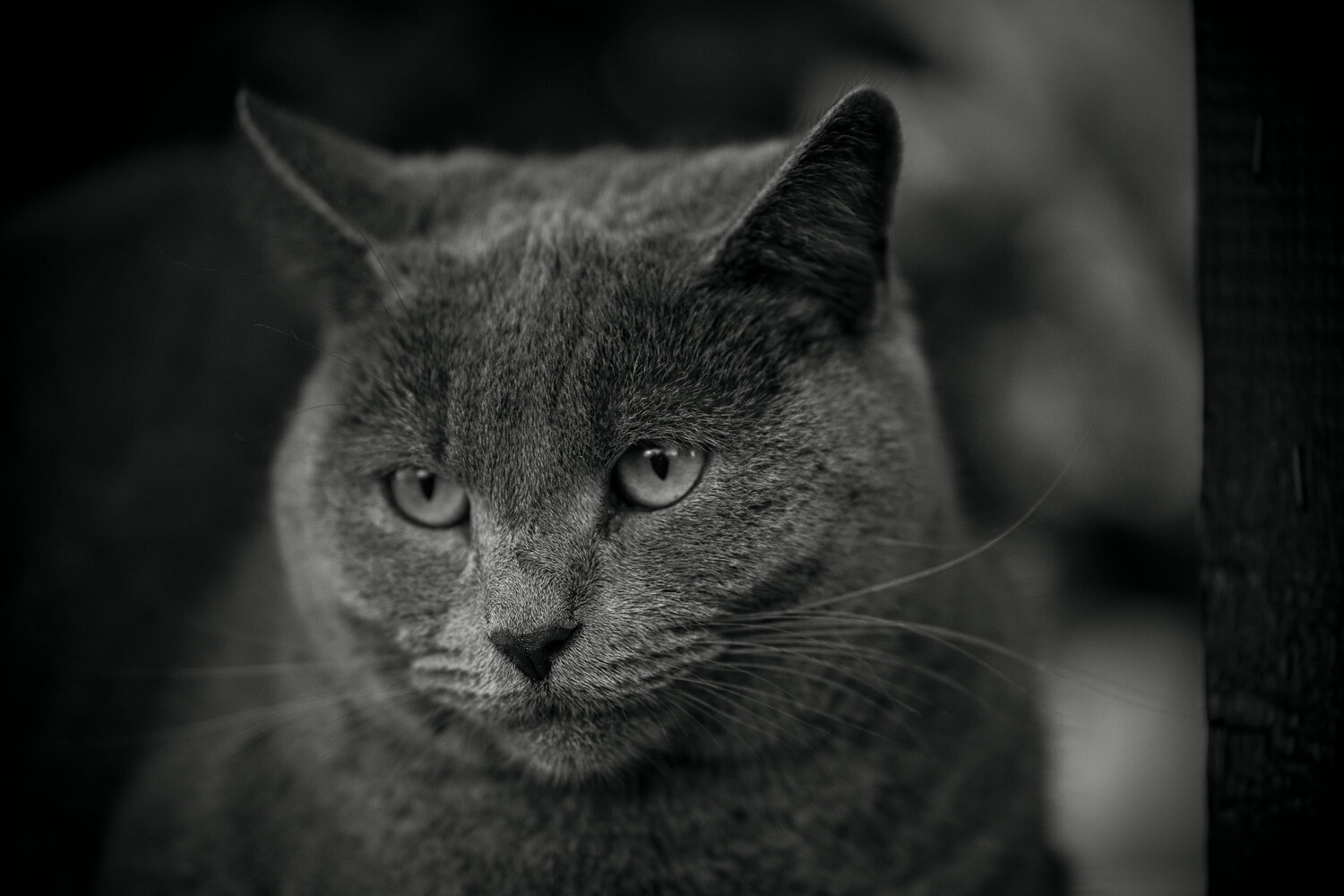 Photo #14035784