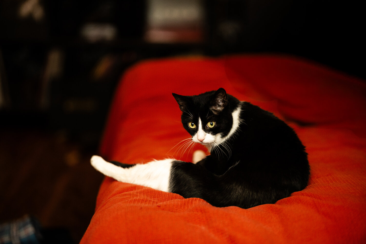 Photo #14035793