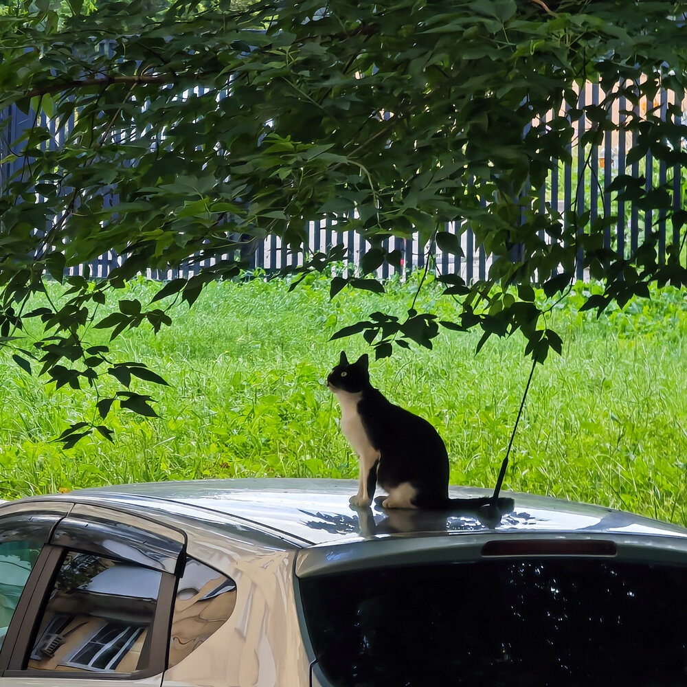 AUTOCAT