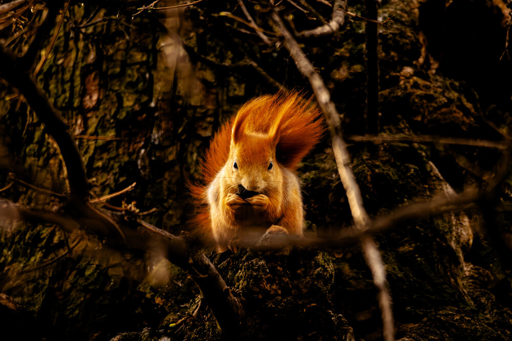 Photograph by Andrej Levius