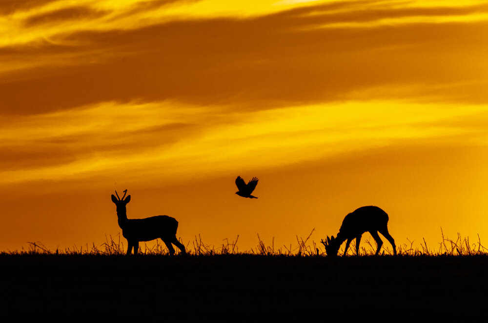 Photograph by Andrej Levius