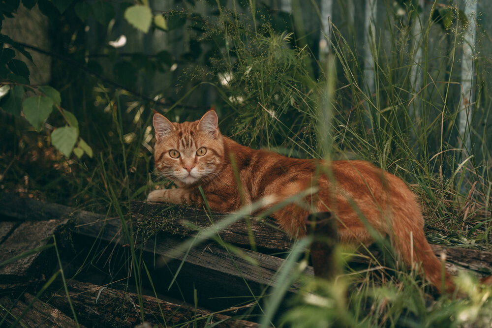 Photograph by Мария Шишкина