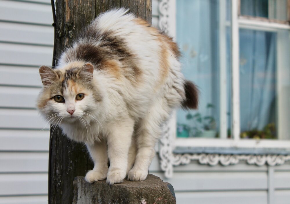 Photo #14036033