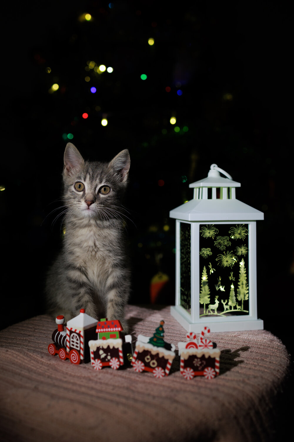 Photo #14036043