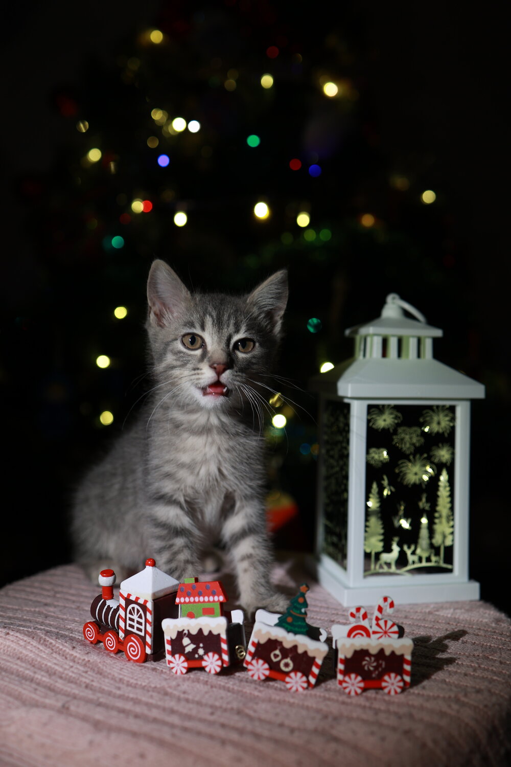 Photo #14036048