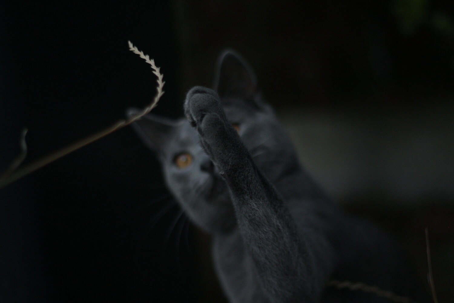 Photo #14036060