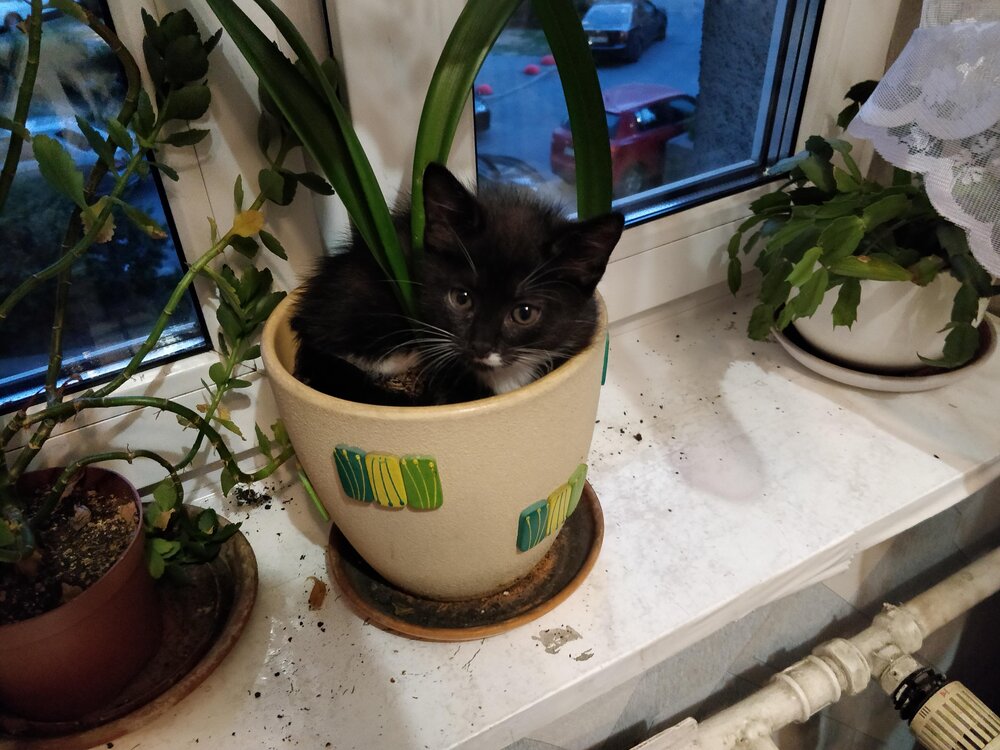 Цветочек