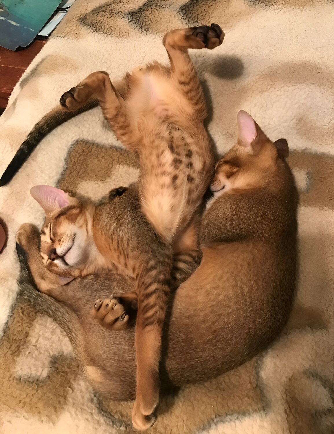 Photo #14036097