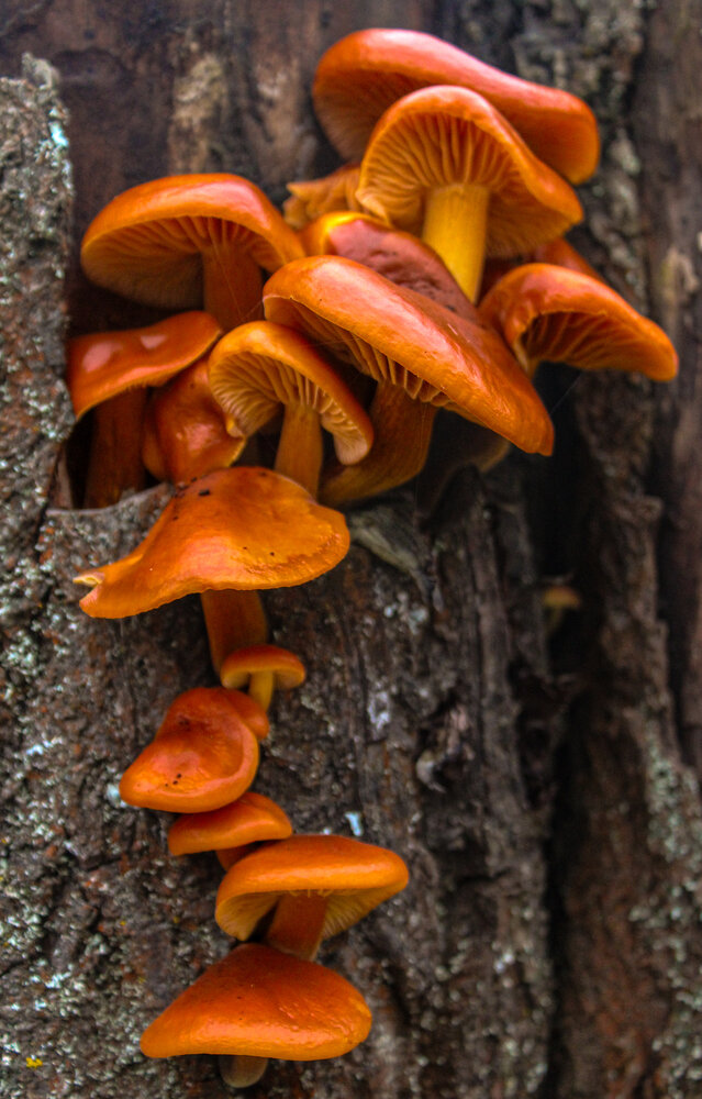 Photograph by Евгения Флиорчук