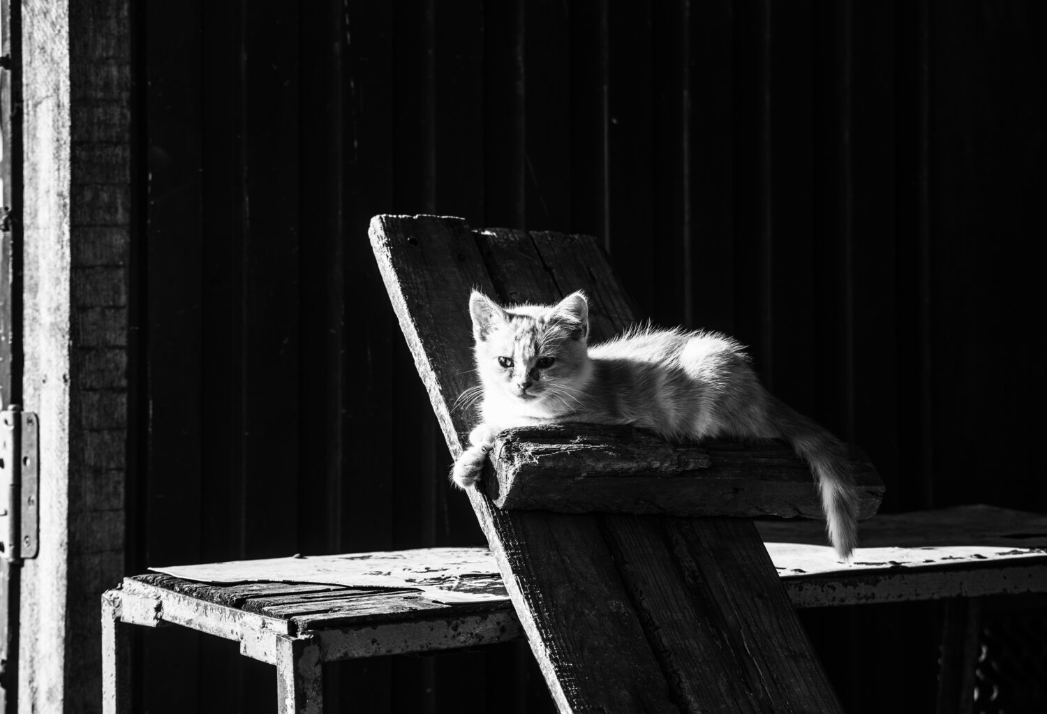 Photo #14036102