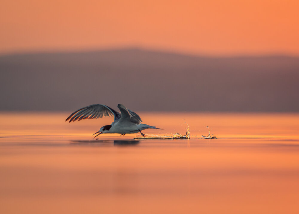 Photograph by Gergely Janovszky