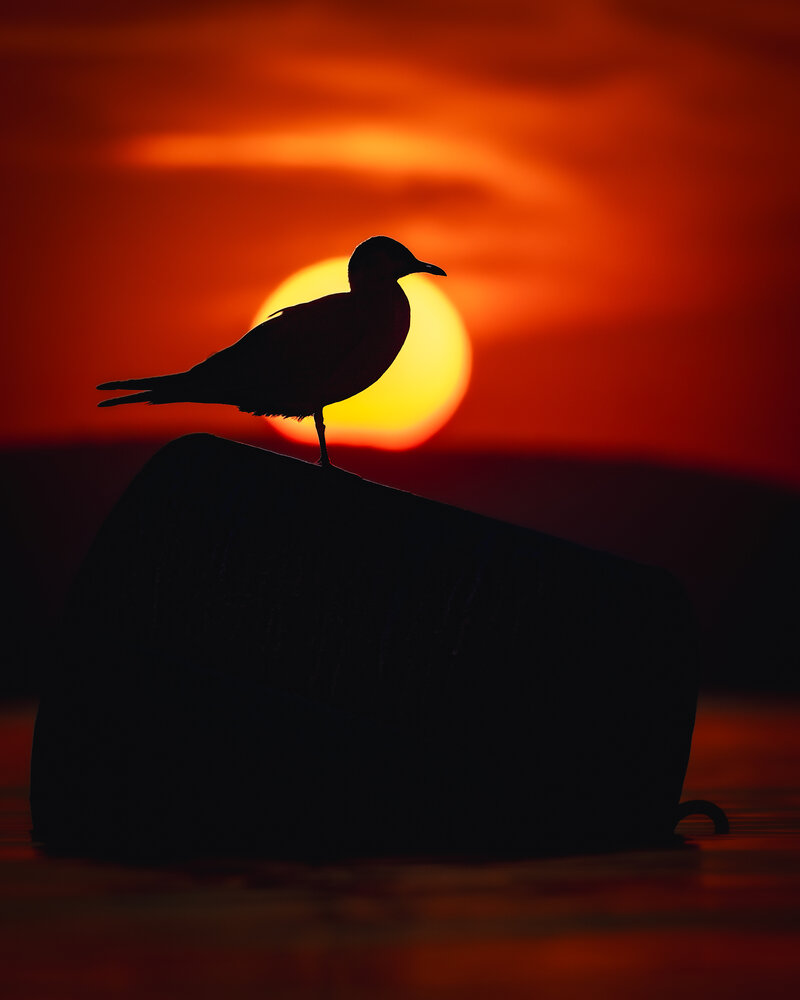 Photograph by Gergely Janovszky