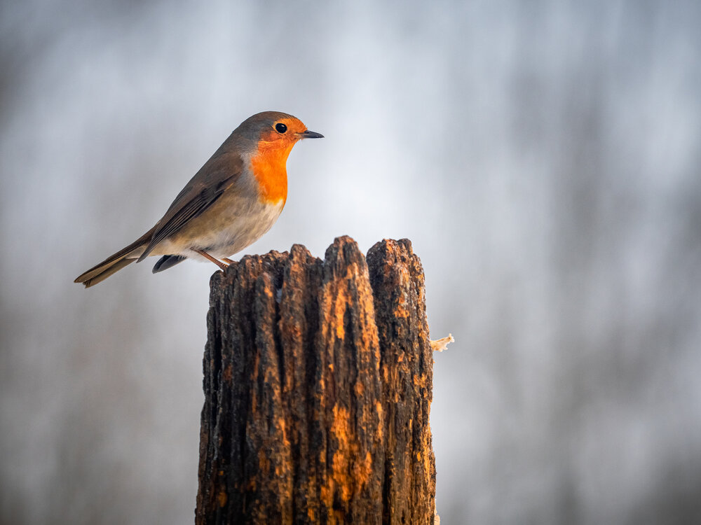 Photograph by Gergely Janovszky