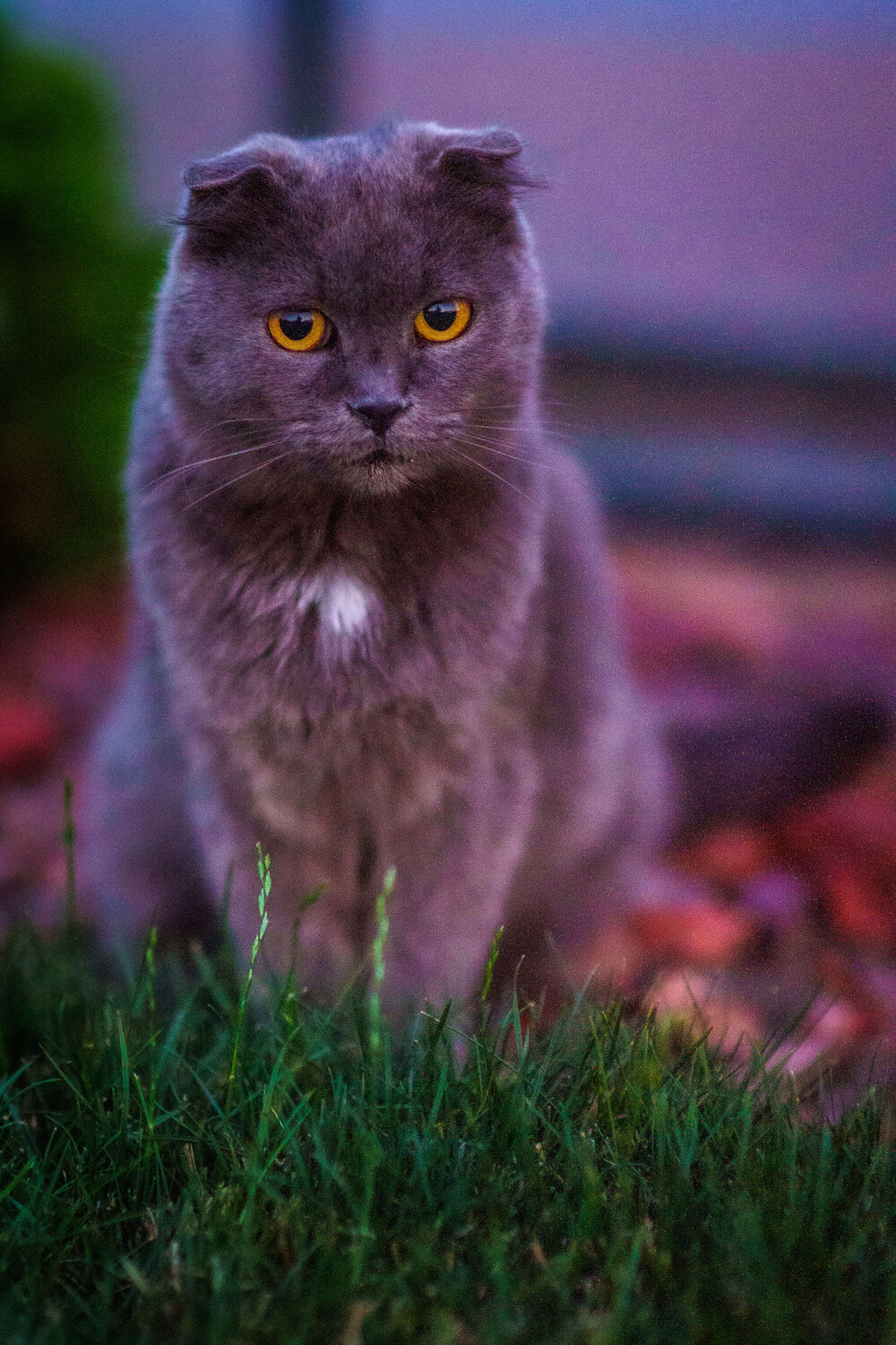 Photo #14036192