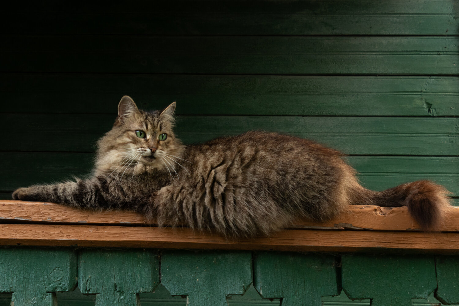 Photo #14036204