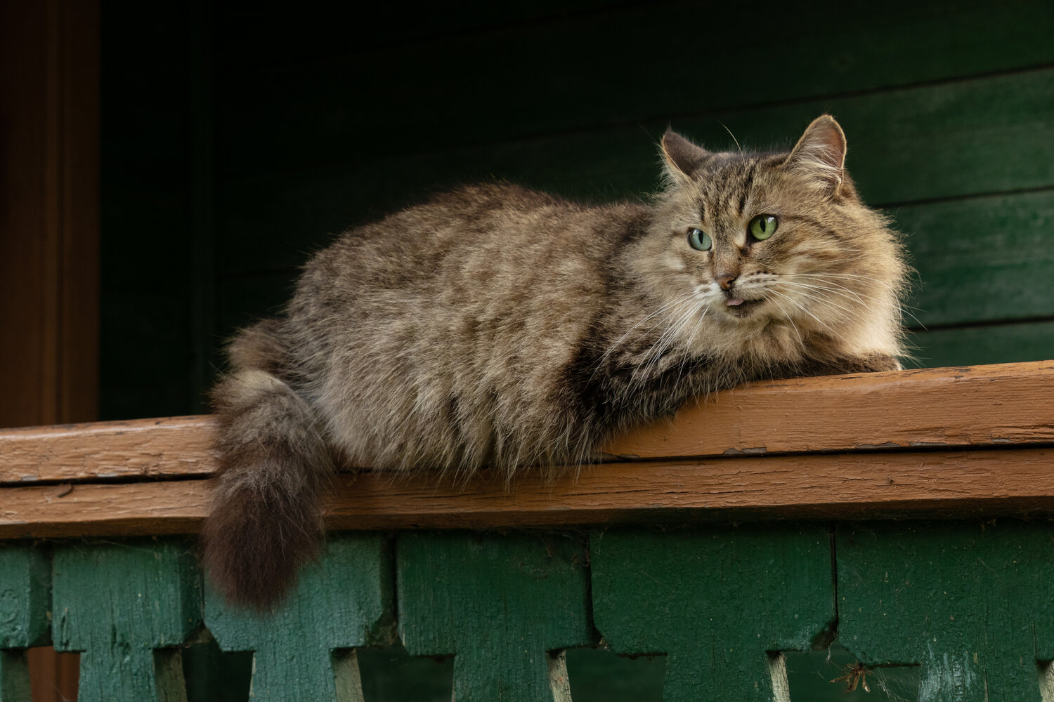 Photo #14036207