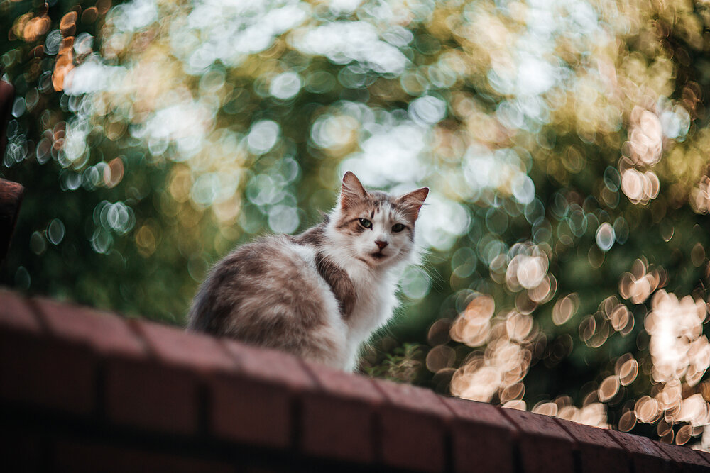 Photograph by Selman Senturk