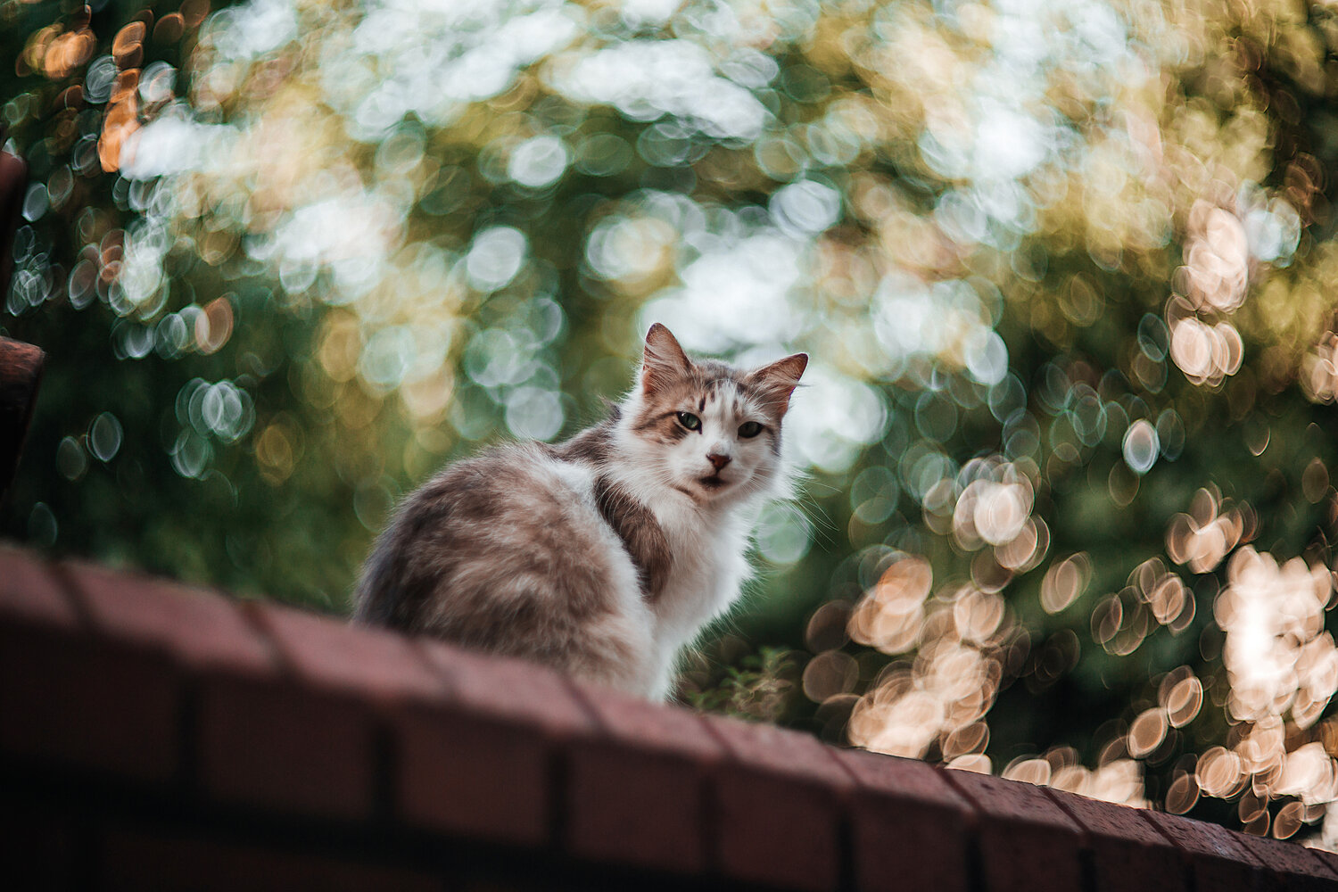 Photo #14036220